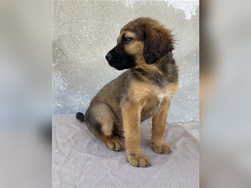 Buzzy, geb. ca. 03/2023, lebt in GRIECHENLAND, im städt. Tierheim Serres