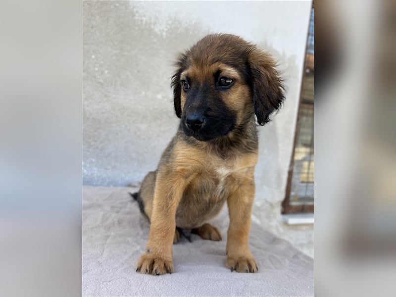 Buzzy, geb. ca. 03/2023, lebt in GRIECHENLAND, im städt. Tierheim Serres
