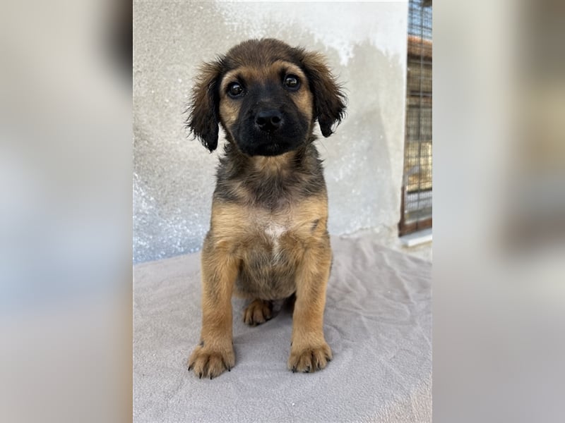 Buzzy, geb. ca. 03/2023, lebt in GRIECHENLAND, im städt. Tierheim Serres