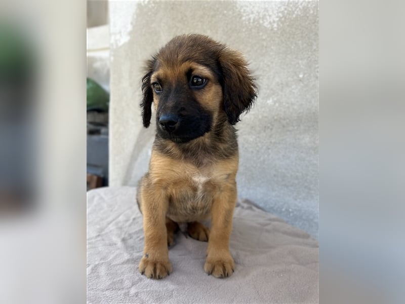 Buzzy, geb. ca. 03/2023, lebt in GRIECHENLAND, im städt. Tierheim Serres
