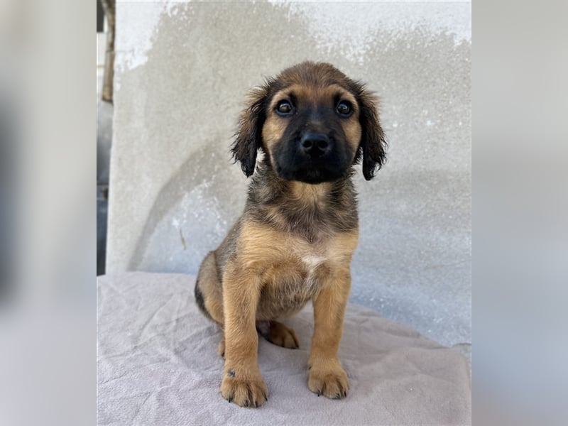 Buzzy, geb. ca. 03/2023, lebt in GRIECHENLAND, im städt. Tierheim Serres
