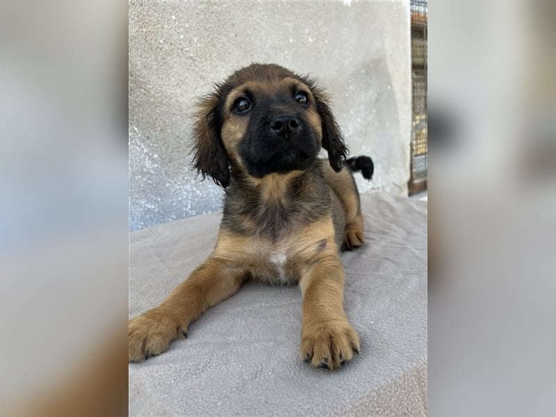 Buzzy, geb. ca. 03/2023, lebt in GRIECHENLAND, im städt. Tierheim Serres