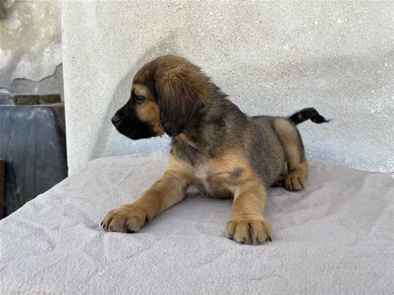 Buzzy, geb. ca. 03/2023, lebt in GRIECHENLAND, im städt. Tierheim Serres
