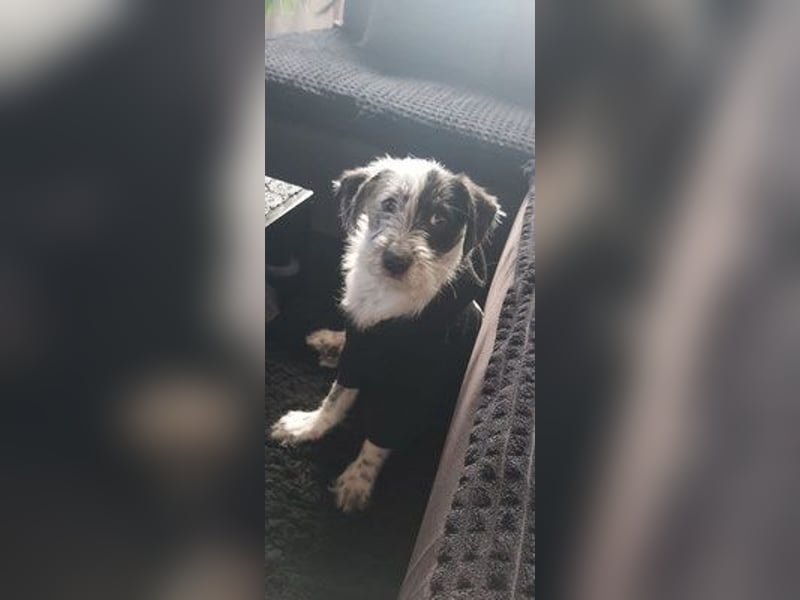 Snoopy auf Pflegestelle 46047 Oberhausen