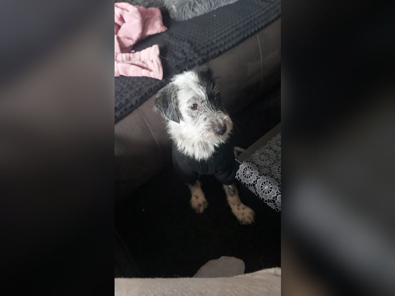 Snoopy auf Pflegestelle 46047 Oberhausen