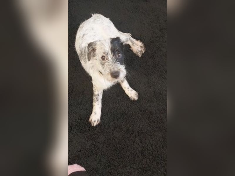 Snoopy auf Pflegestelle 46047 Oberhausen