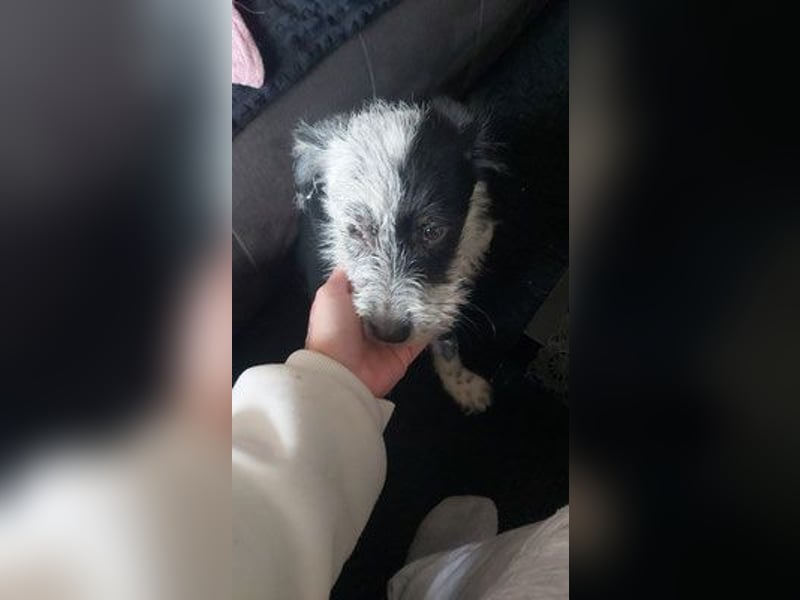 Snoopy auf Pflegestelle 46047 Oberhausen