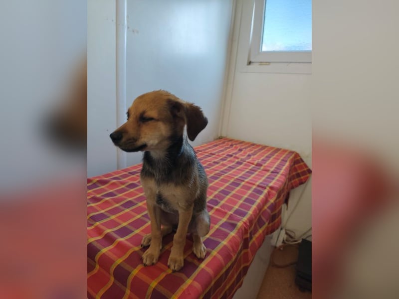 Welpe Timmy - er sucht eine Familie bei der er behütet auswachsen kann