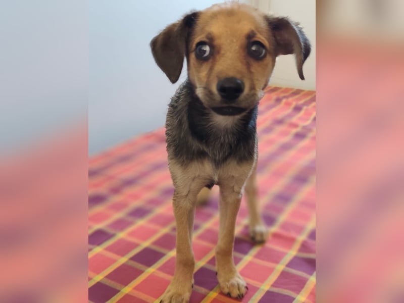 Welpe Timmy - er sucht eine Familie bei der er behütet auswachsen kann