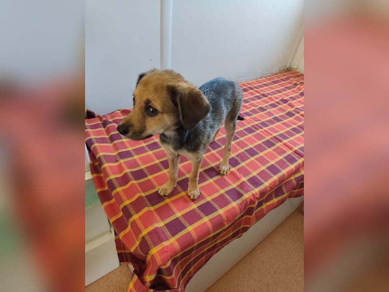 Welpe Timmy - er sucht eine Familie bei der er behütet auswachsen kann