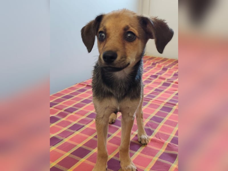 Welpe Timmy - er sucht eine Familie bei der er behütet auswachsen kann