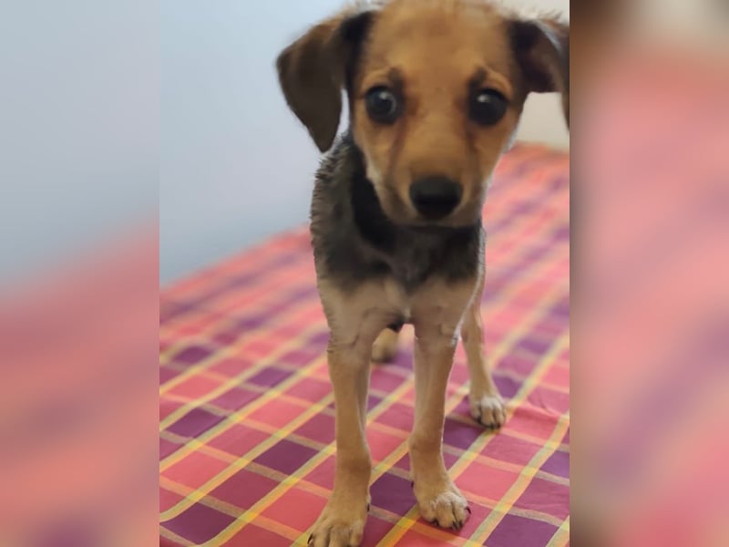 Welpe Timmy - er sucht eine Familie bei der er behütet auswachsen kann