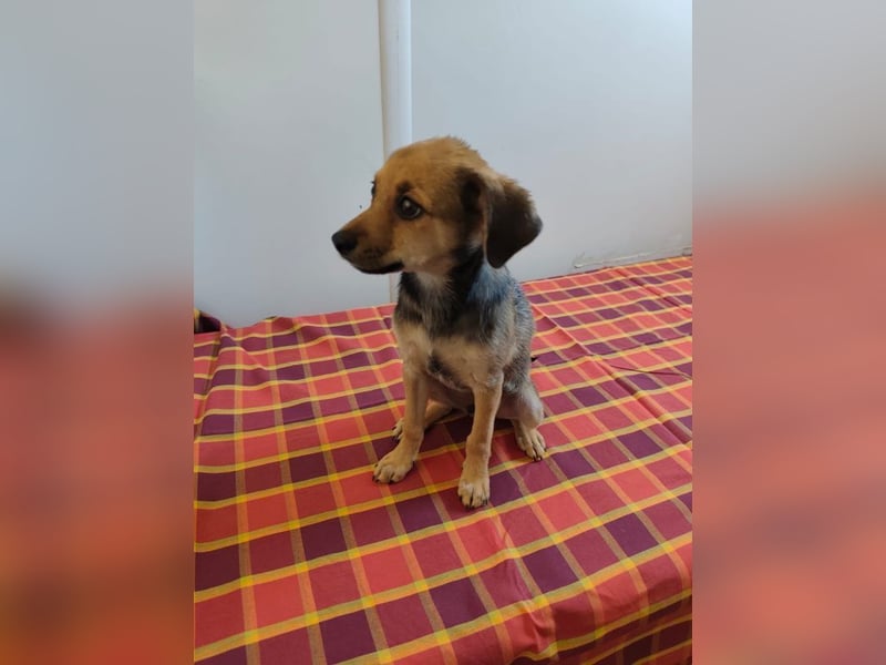 Welpe Timmy - er sucht eine Familie bei der er behütet auswachsen kann