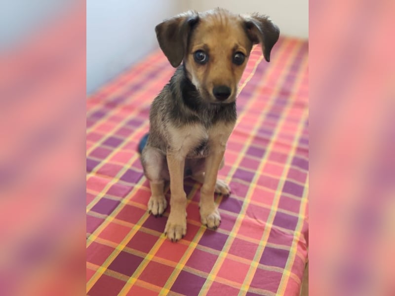 Welpe Timmy - er sucht eine Familie bei der er behütet auswachsen kann