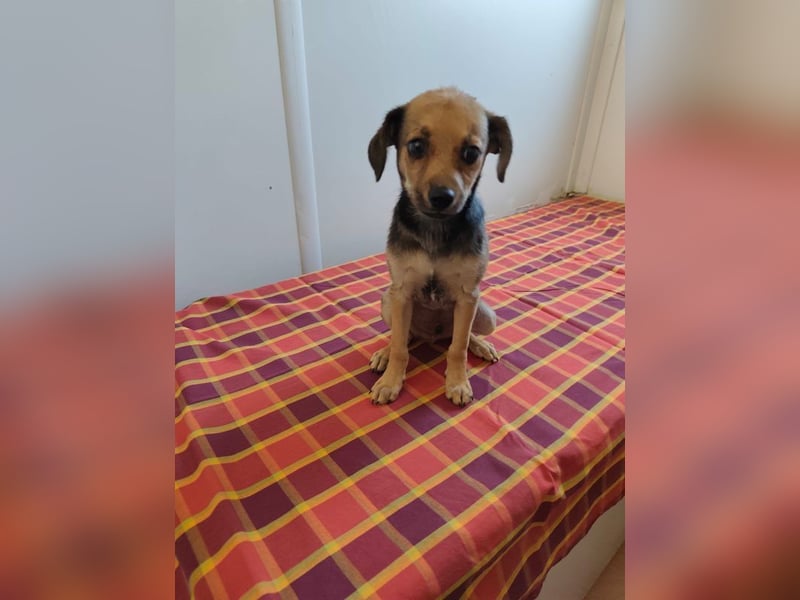 Welpe Timmy - er sucht eine Familie bei der er behütet auswachsen kann