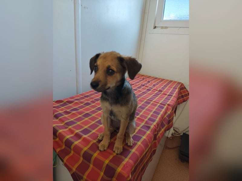 Welpe Timmy - er sucht eine Familie bei der er behütet auswachsen kann