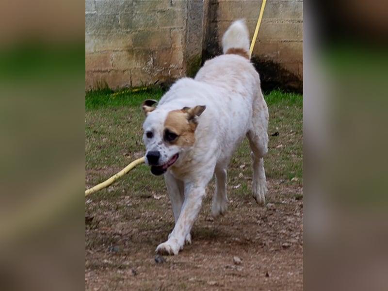 Fede, aktiver Hund sucht ebensolche Menschen