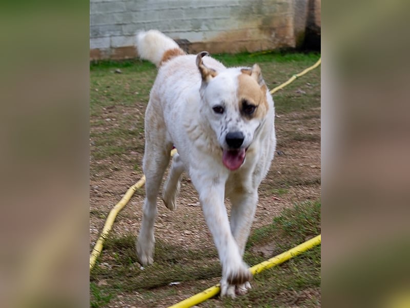 Fede, aktiver Hund sucht ebensolche Menschen