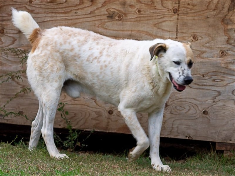 Fede, aktiver Hund sucht ebensolche Menschen