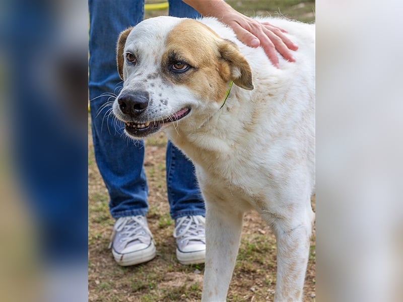 Fede, aktiver Hund sucht ebensolche Menschen