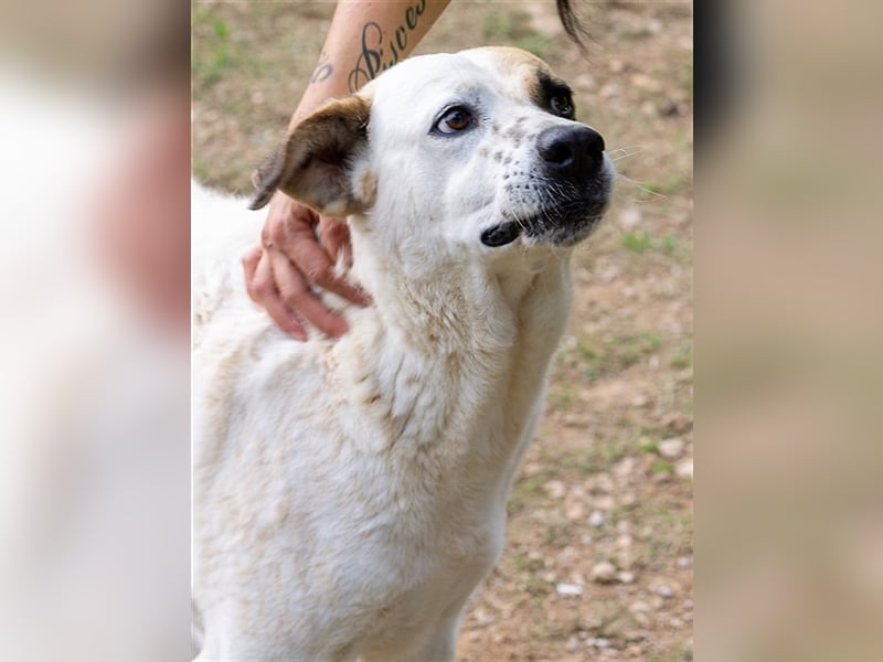 Fede, aktiver Hund sucht ebensolche Menschen