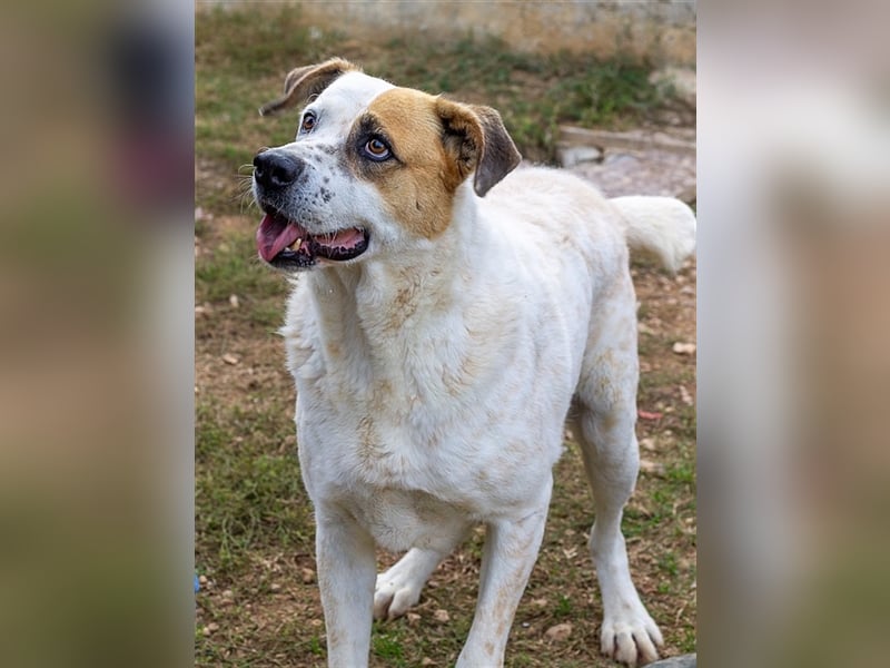 Fede, aktiver Hund sucht ebensolche Menschen
