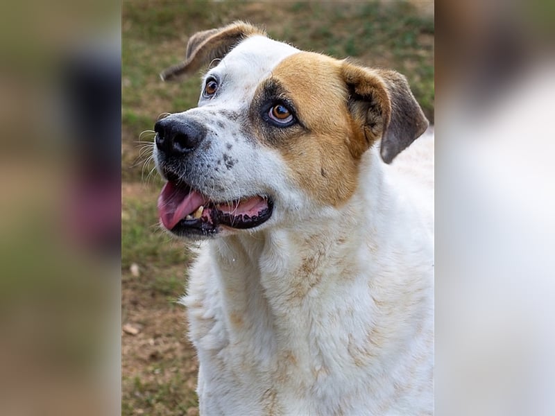 Fede, aktiver Hund sucht ebensolche Menschen