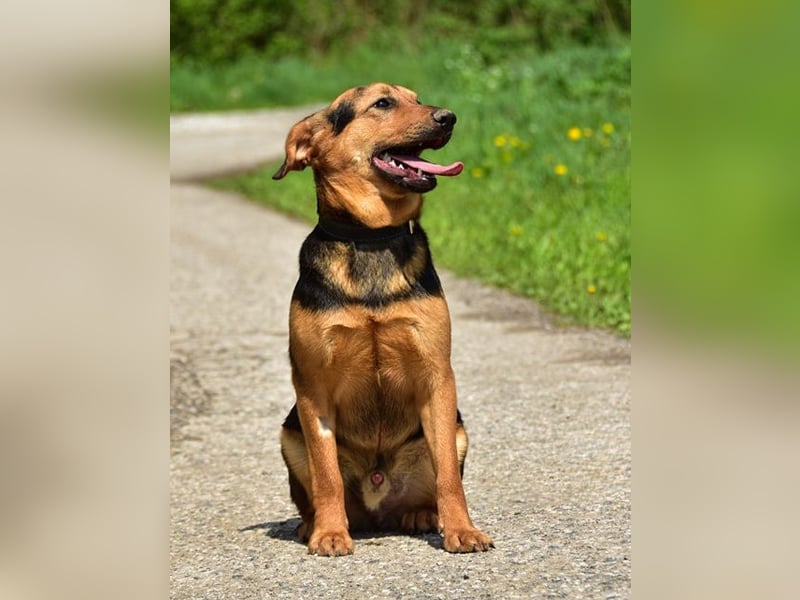 Ralfy ist ein fröhlicher, geselliger Hundebub