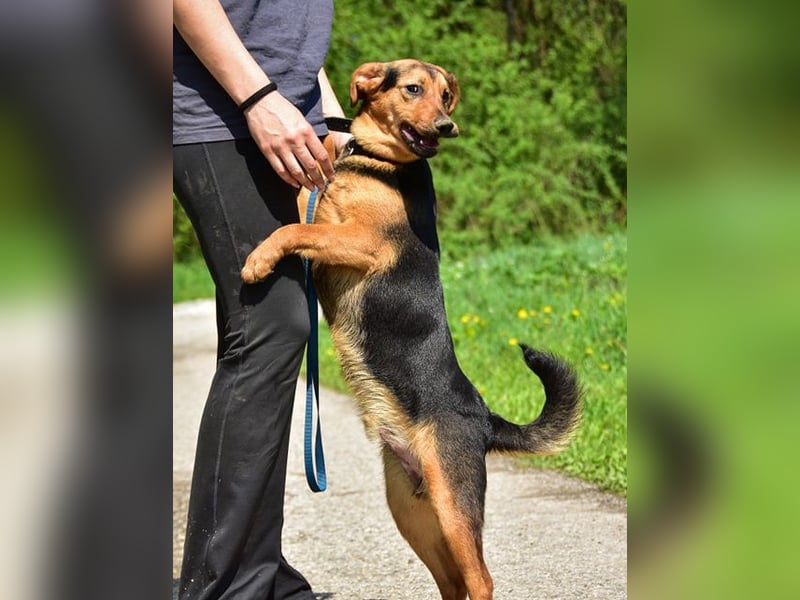 Ralfy ist ein fröhlicher, geselliger Hundebub