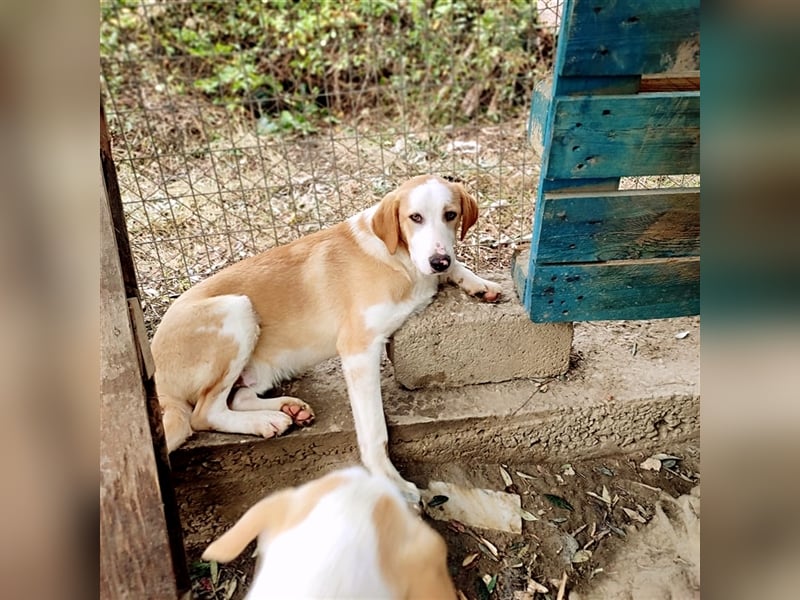 Samu sucht Traumzuhause!