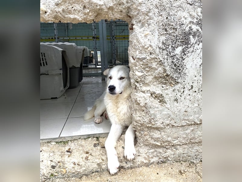 Anakin Hirtenhundmix Rüde ca. 2,2 Jahre alt z.Zt. in Griechenland