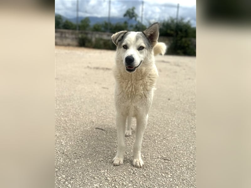 Anakin Hirtenhundmix Rüde ca. 2,2 Jahre alt z.Zt. in Griechenland