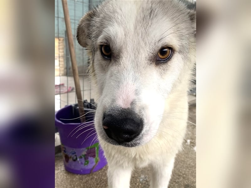 Anakin Hirtenhundmix Rüde ca. 2,2 Jahre alt z.Zt. in Griechenland