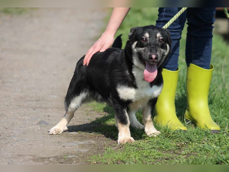Tico kleiner Mischlingsrüde ca. 1,7 Jahre alt in Ungarn