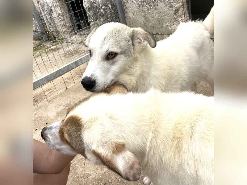 Anakin Hirtenhundmix Rüde ca. 2,2 Jahre alt z.Zt. in Griechenland