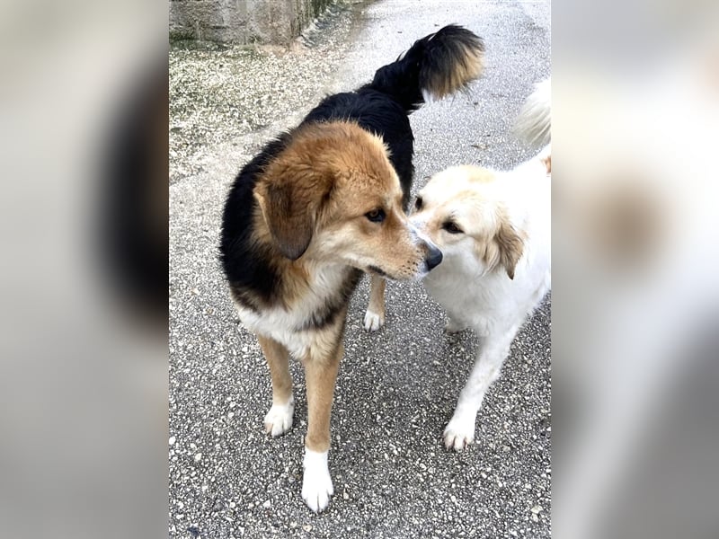 Anakin Hirtenhundmix Rüde ca. 2,2 Jahre alt z.Zt. in Griechenland
