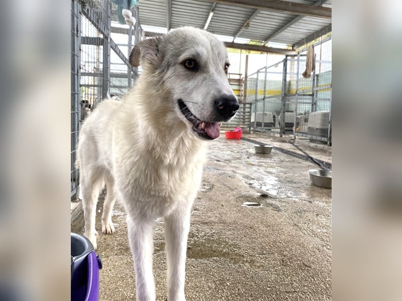 Anakin Hirtenhundmix Rüde ca. 2,2 Jahre alt z.Zt. in Griechenland