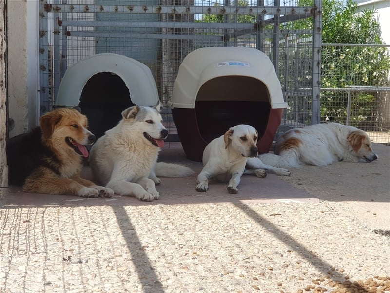 Anakin Hirtenhundmix Rüde ca. 2,2 Jahre alt z.Zt. in Griechenland