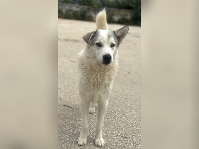 Anakin Hirtenhundmix Rüde ca. 2,2 Jahre alt z.Zt. in Griechenland