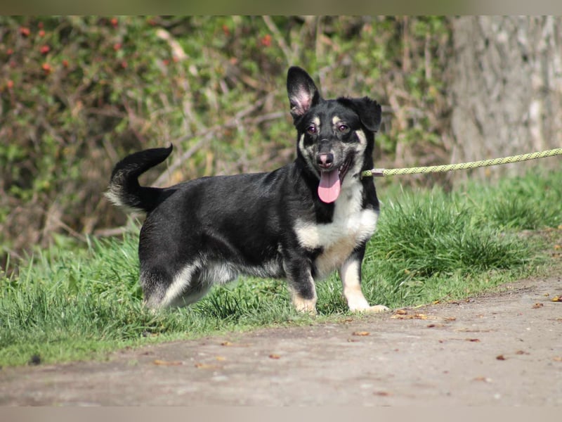 Tico kleiner Mischlingsrüde ca. 1,7 Jahre alt in Ungarn