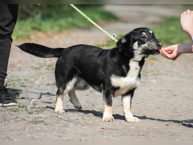 Tico kleiner Mischlingsrüde ca. 1,7 Jahre alt in Ungarn