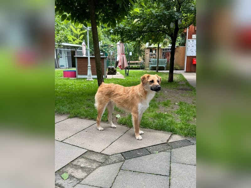 ♥PEPITO♥ neu auf Pflegestelle bei Köln - niedlicher, verspielter, fröhlicher Jungspund 46cm