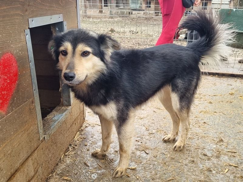♥ANCHO♥ bildhübscher, lieber Rüde; völlig überfordert vom lauten und stressigen Tierheimalltag 52 cm
