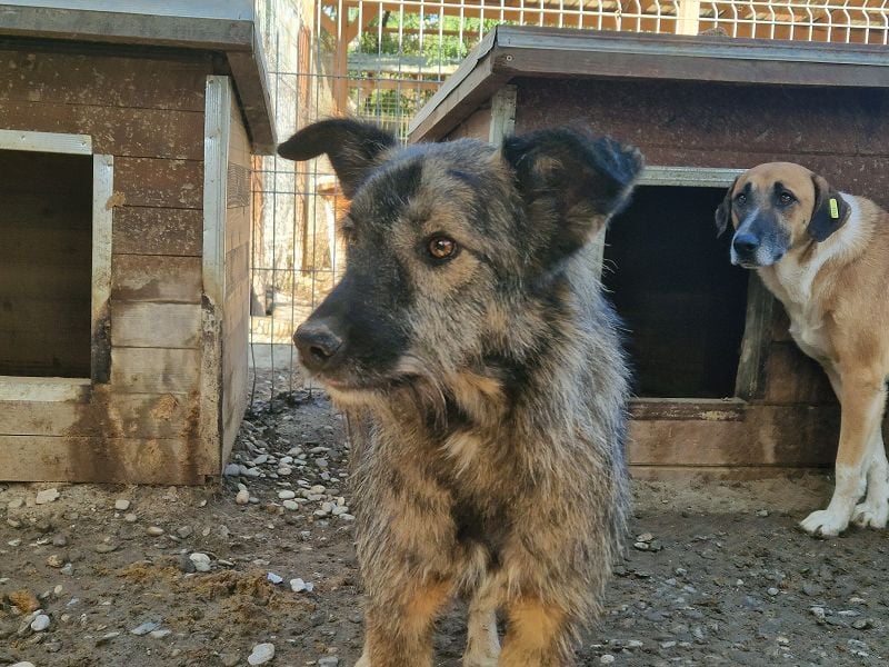♥VITO♥ sehr lieber, total süßer, noch etwas vorsichtiger Rüde, der sicher schnell auftaut 55 cm