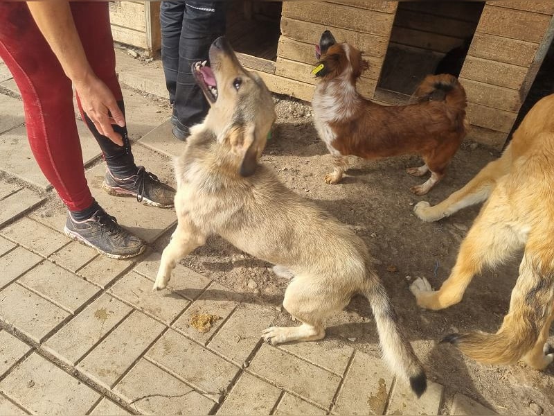 ♥KALLE♥ hübscher, verschmuster, kleiner, aufgeweckter Rüde, der für jeden Spaß zu haben ist 37 cm