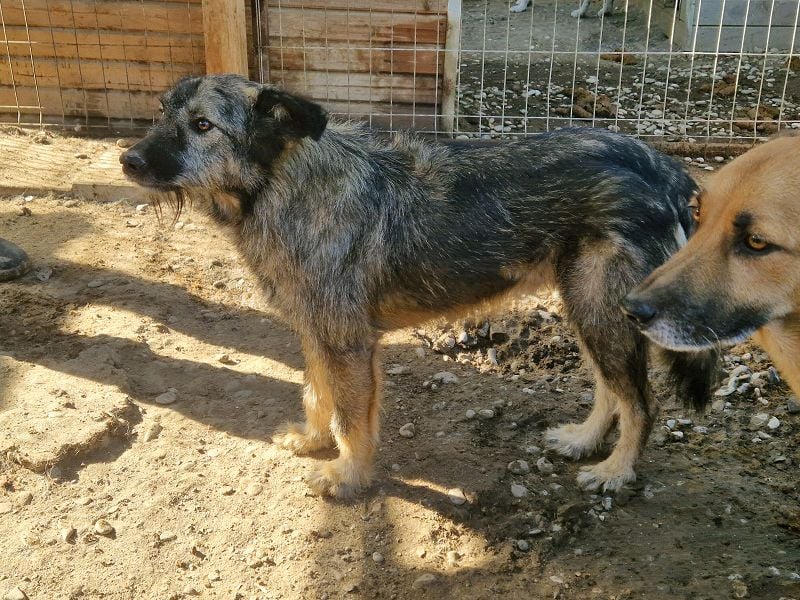 ♥VITO♥ sehr lieber, total süßer, noch etwas vorsichtiger Rüde, der sicher schnell auftaut 55 cm