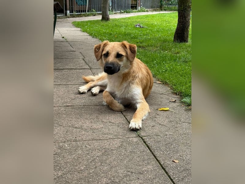 ♥PEPITO♥ neu auf Pflegestelle bei Köln - niedlicher, verspielter, fröhlicher Jungspund 46cm