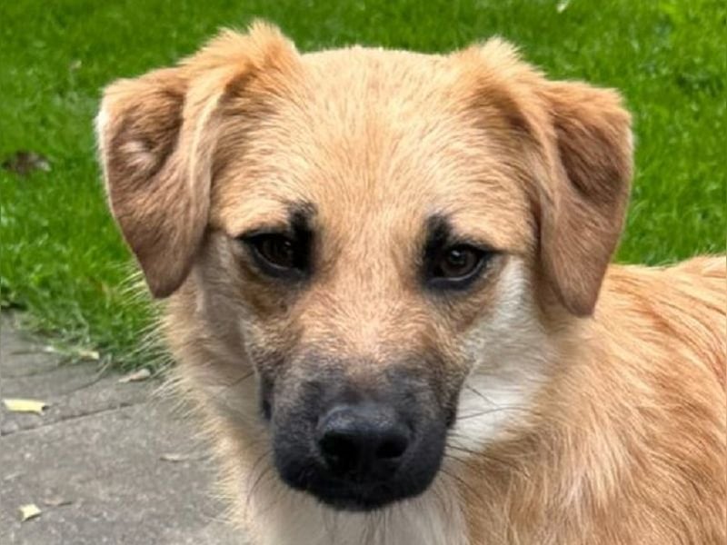 ♥PEPITO♥ neu auf Pflegestelle bei Köln - niedlicher, verspielter, fröhlicher Jungspund 46cm