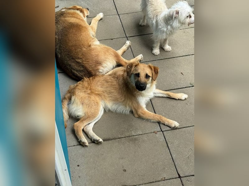 ♥PEPITO♥ neu auf Pflegestelle bei Köln - niedlicher, verspielter, fröhlicher Jungspund 46cm