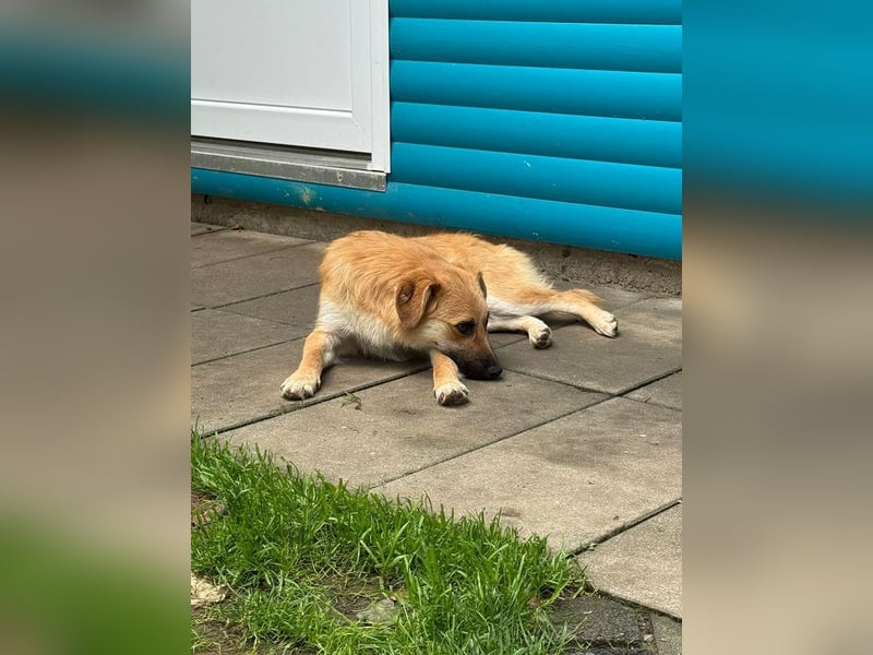 ♥PEPITO♥ neu auf Pflegestelle bei Köln - niedlicher, verspielter, fröhlicher Jungspund 46cm